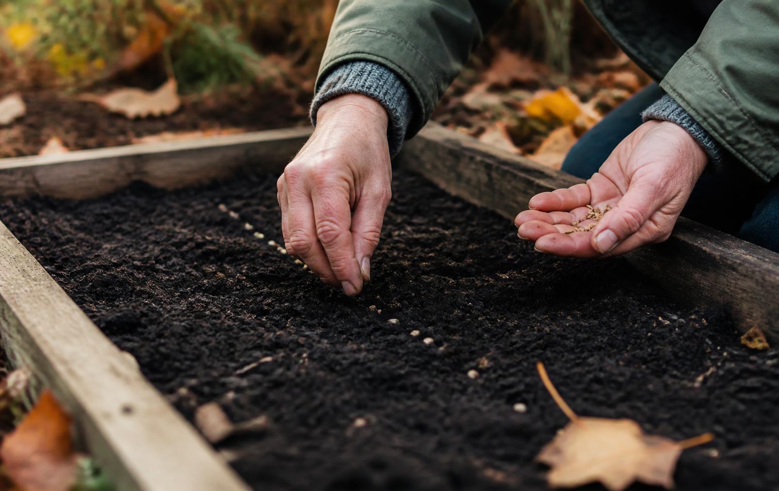 Sowing seeds into a raised bed