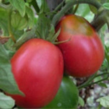 Ukrainian Pear Tomato Seeds (Solanum lycopersicum) for a reliable harvest in the late-season home gardens