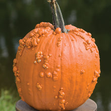 Knucklehead Pumpkin Seeds for growers stocking a kitchen garden