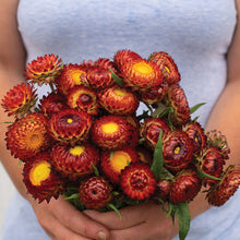 Crimson Elicriso Seeds (Helichrysum bracteatum) for a bright addition to the ornamental backyard gardens