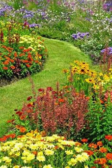 M Lange De Grainium Grain et De  Ornamental Garden Plant Garden Plant Seeds
