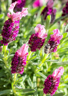 Heirloom Non-GMO Red Lavender Seeds for a fragrant addition to the Fragrant Purple Aromatic Gardens