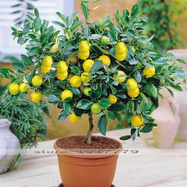 Mini (Bonsai Tree Seeds – Organic Fruit Variety) for planting in garden