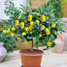Mini (Bonsai Tree Seeds – Organic Fruit Variety) for planting in garden