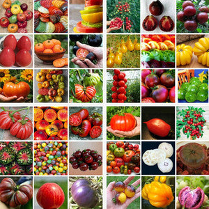 Organic Heirloom Tomato Solanum lycopersicum for planting in organic garden