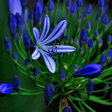 Blue Chinese Clivia Seeds for gardeners building out beds and borders