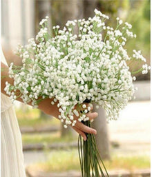 Gypsophila Seeds (Gypsophila muralis) for a lasting display in the home garden borders