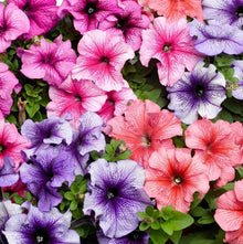Petunia Petunia Hybrida Climbing Mixed Color Flower Seeds for Planting – Vertical Garden Variety for Fences and Pots