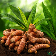 Turmeric Plants for growers seeking a long-blooming display