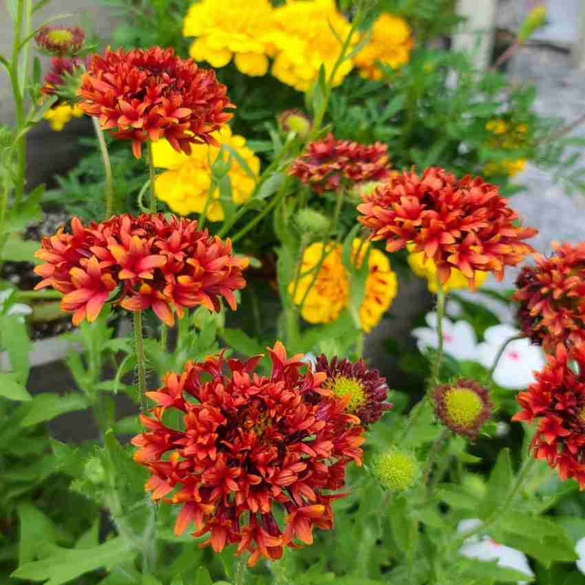 Gaillardia Decke seeds for cheerful flowers
