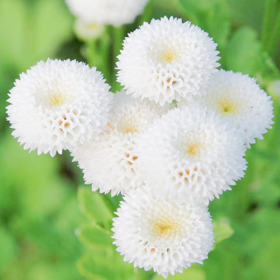 Snowball Cauliflower Heirloom Vegetable - for planting in home garden