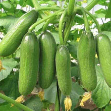 Mini Cucumber Seeds (Cucumis sativus) for growers stocking the Vegetable Patch