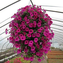 Petunia Trailing Velvet Mixed Colors Hanging Seeds for a colorful addition to any planting