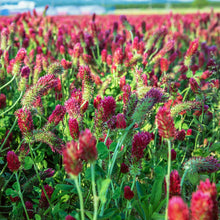 Clover Seeds (Trifolium repens) for filling out the Lawn & Garden