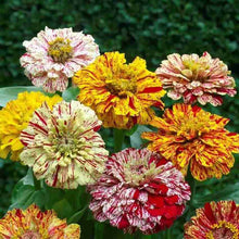 Zinnia Seeds (Zinnia elegans) for seasonal color across the home garden or seasonal flower beds