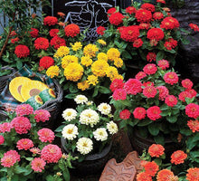 Zinnia Dreamland Ivory Seeds valued for elegant White Blooms