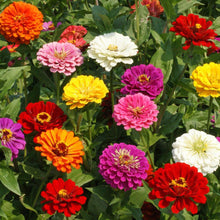 California Giant Zinnia Seeds grown for huge, Colorful Zinnia Blooms