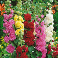 Hollyhock Veshennyaya Mix Seeds (Alcea rosea) for a lasting display in the home garden or seasonal beds