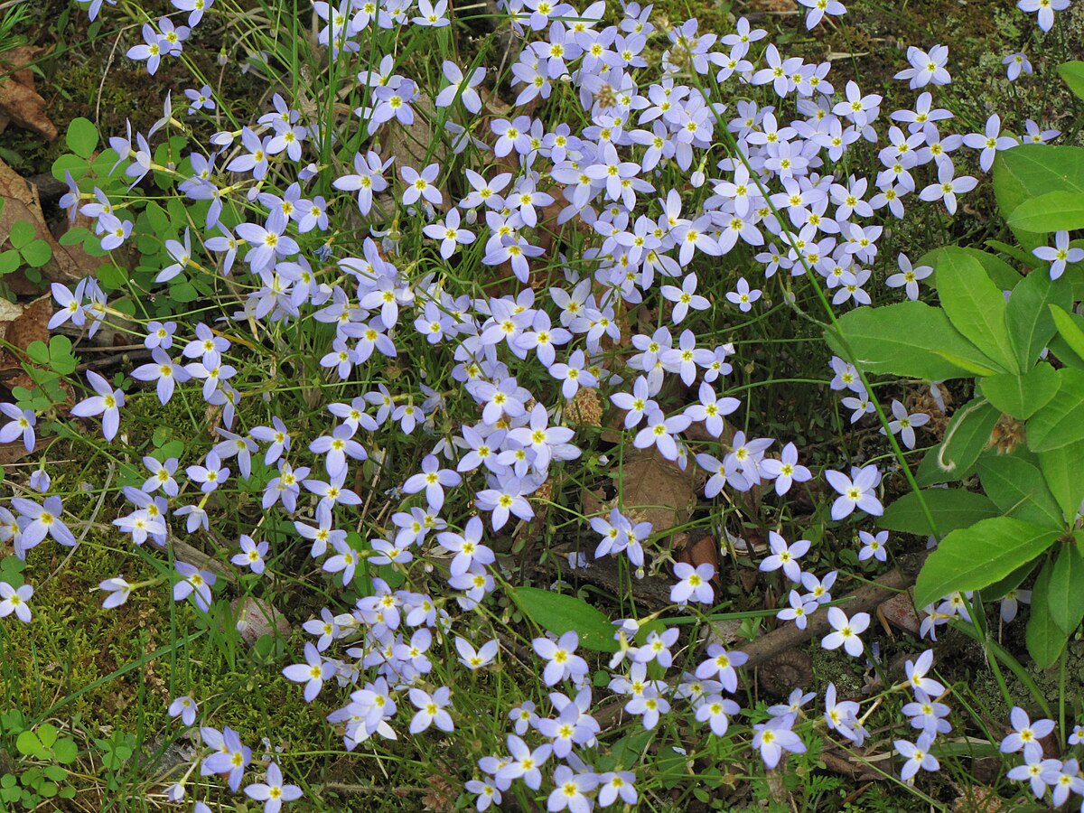 Houstonia Seeds (Houstonia spp.) for seasonal color across the Flower Bed