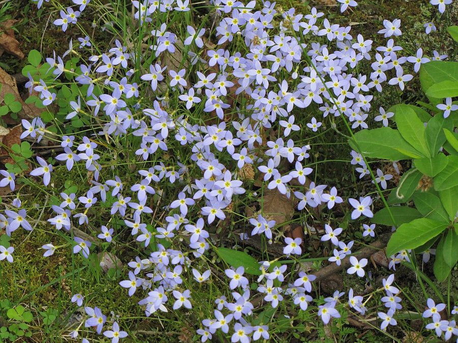 Houstonia Seeds (Houstonia spp.) for seasonal color across the Flower Bed