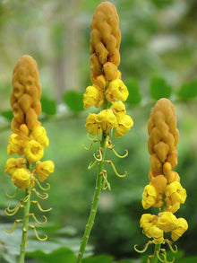 Candelabra Bush Flowering Plant Seeds (Euphorbia spp.) for seasonal color across the Flower Bed