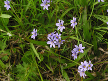 Sisyrinchium Montanum Blue-eyed Grass Seeds for ground cover in the Wildflower Garden