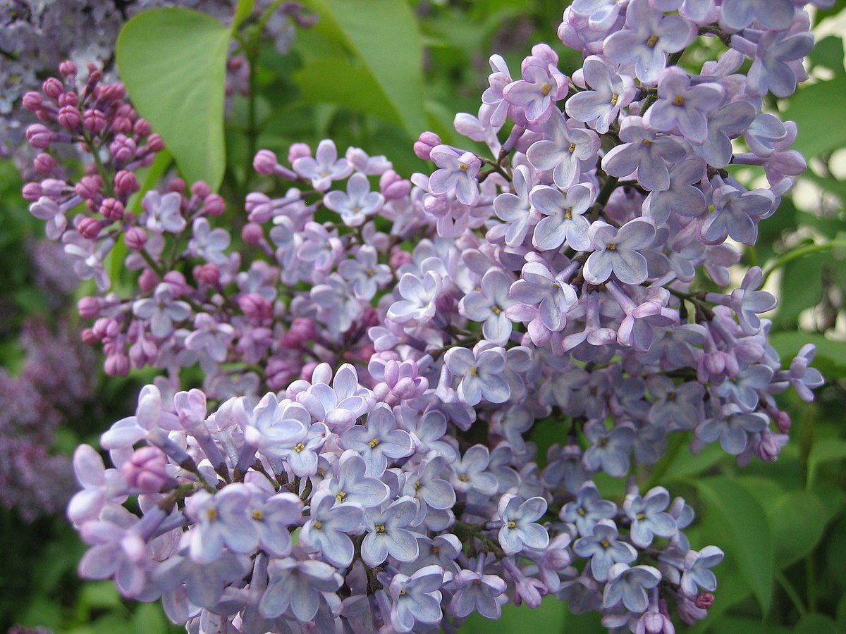 Lilli Syringa Linn Oleaceae Flower Seeds