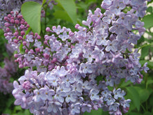 Lilli Syringa Linn Oleaceae Flower Seeds