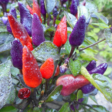 Explosive Ember Pepper Seeds (Capsicum annuum) for growers stocking the vibrant home garden pots