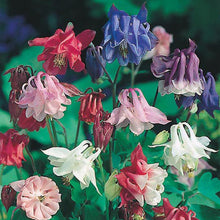 Columbine Seeds (Aquilegia vulgaris) for a lasting display in the shaded garden beds or borders
