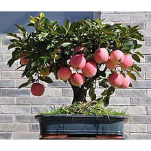 Mini Bonsai Tree Seeds for a sweet addition to the home orchard