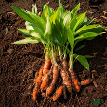 Turmeric Plants for growers seeking a long-blooming display