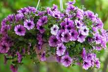 Petunia Petunia Hybrida Pure Color Seeds for growers filling out the Seasonal Container Growing