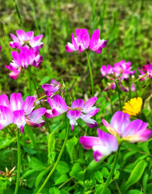 Chinese Milk Vetch Astragalus Sinicus Seeds for growers filling out the Backyard Cover Crop Beds