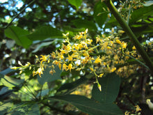 Hevea Brasiliensis Para Rubber Seeds valued for tropical Yellow Fragrant Flowers