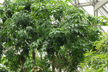 Hevea Brasiliensis Para Rubber Seeds valued for tropical Yellow Fragrant Flowers