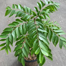 Curryleaf Plants for gardeners building out beds and borders