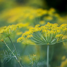 Dill "Compact" Seeds for a fragrant addition to the herb patch