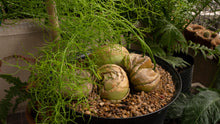 Climbing Onion Seeds (Allium cepa) for a fresh homegrown crop from the Vegetable Patch