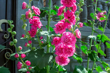 Hollyhock Pink Seeds for seasonal color across the Vibrant Garden Blooms