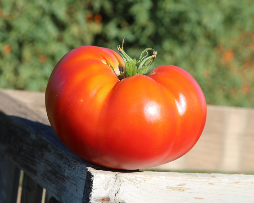 Red (Pear Tomato Solanum lycopersicum fruited vegetable) for planting in garden