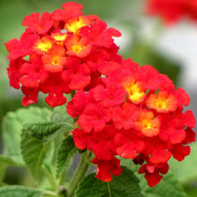 New Arrival of Lantana Flower Seeds, Rare and Beautiful Perennial Bonsai Plant for Home Garden, Seed Pots Lot  Ornamental Garden Plant for Home Gardening