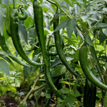 Pepper Seeds (Capsicum annuum) for productive rows in the Green Big Long Horn in Kitchen Garden