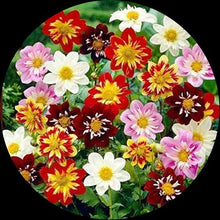 Dahlia Harlequin Seeds for colorful blooms in the Colorful, Striking Garden Flowers