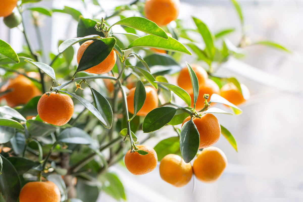 Mandarin and Orange (Citrus Reticulata) Fruit Tree Seeds et  Ornamental Garden Plant Premium Quality Seeds