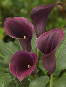 Purple Calla Lily Zantedeschia Aethiopica Seeds for a colorful addition to any planting