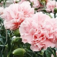 Carnation Dianthus Caryophyllus Rosa Seeds for colorful blooms in the Cut Garden Displays