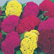 Celosia Amigo Mix Seeds for growers filling out the Colorful Garden Flowers