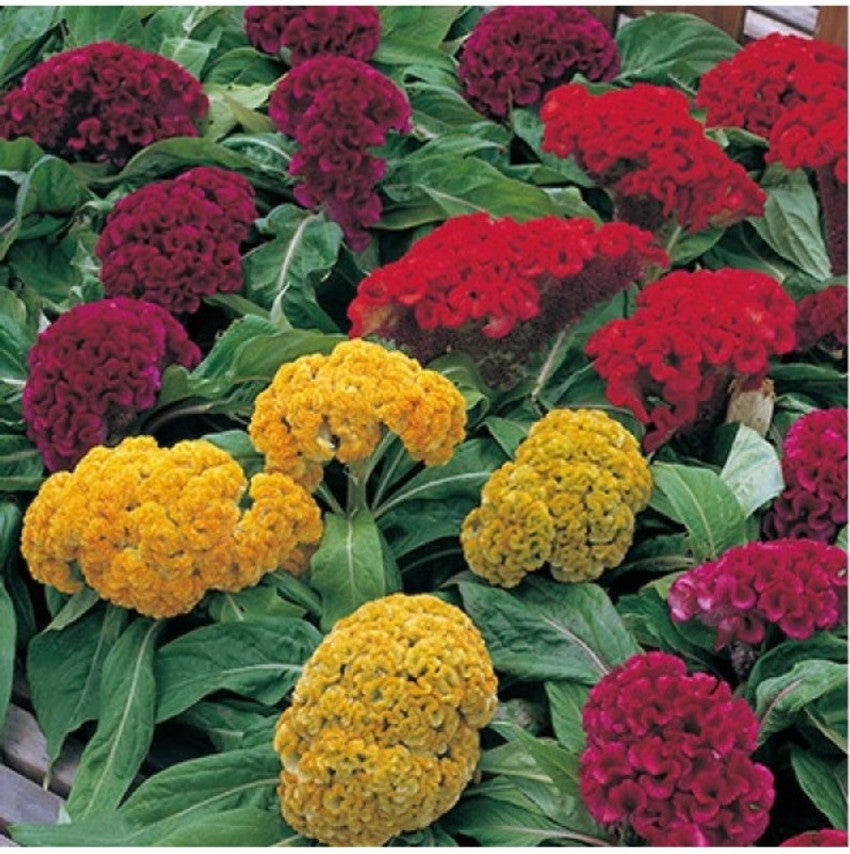 Celosia Amigo Mix seeds for colorful garden flowers