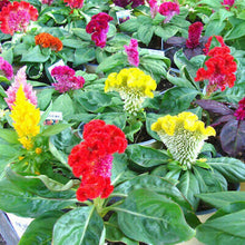 Celosia Amigo Mix Seeds for growers filling out the Colorful Garden Flowers